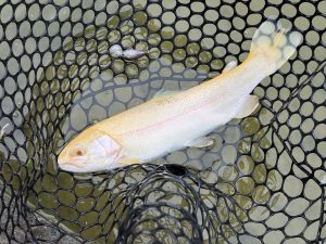 2月17日（火）青梅市　ヤッチャン　さん