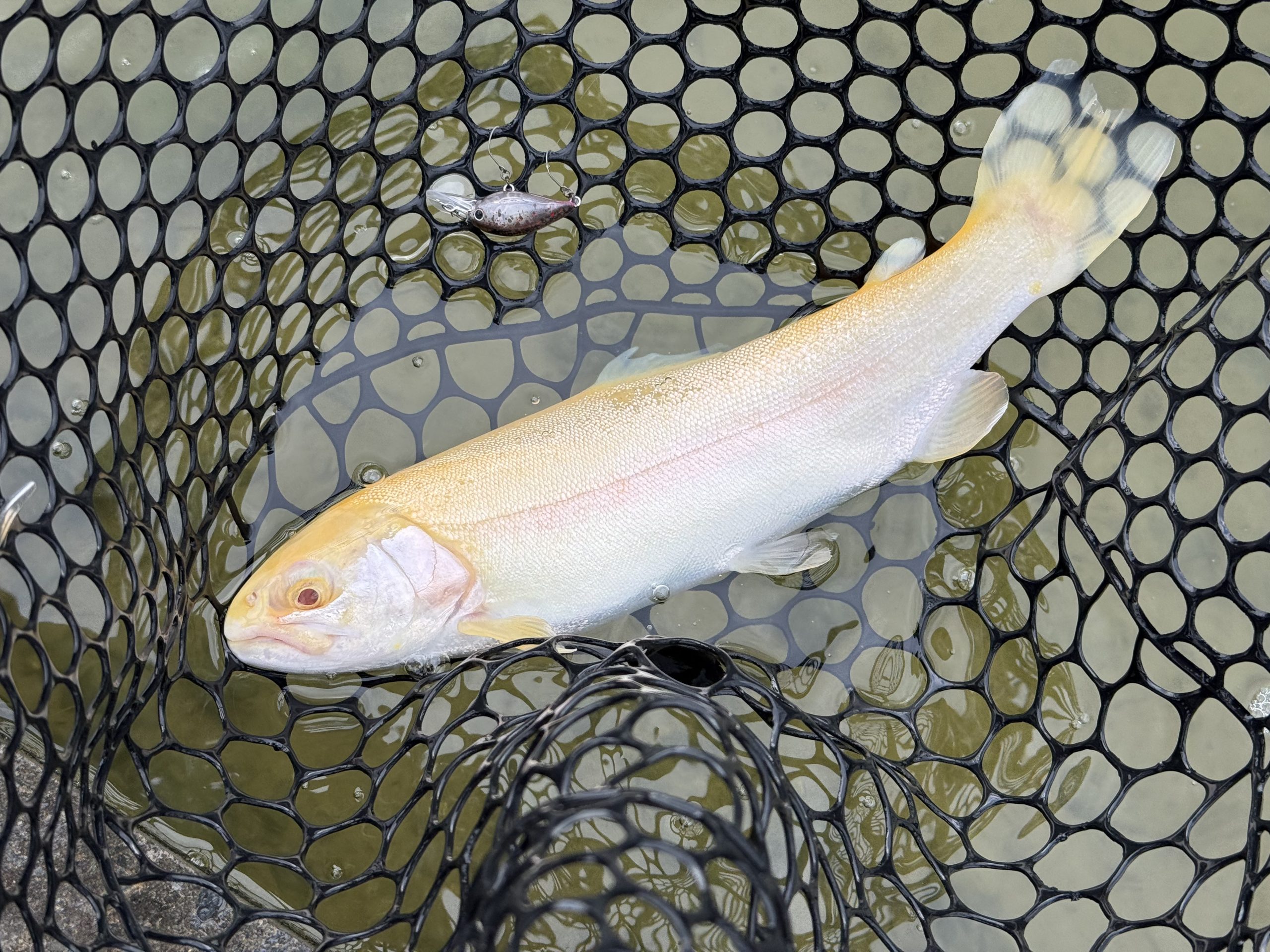 2月17日（火）青梅市　ヤッチャン　さん