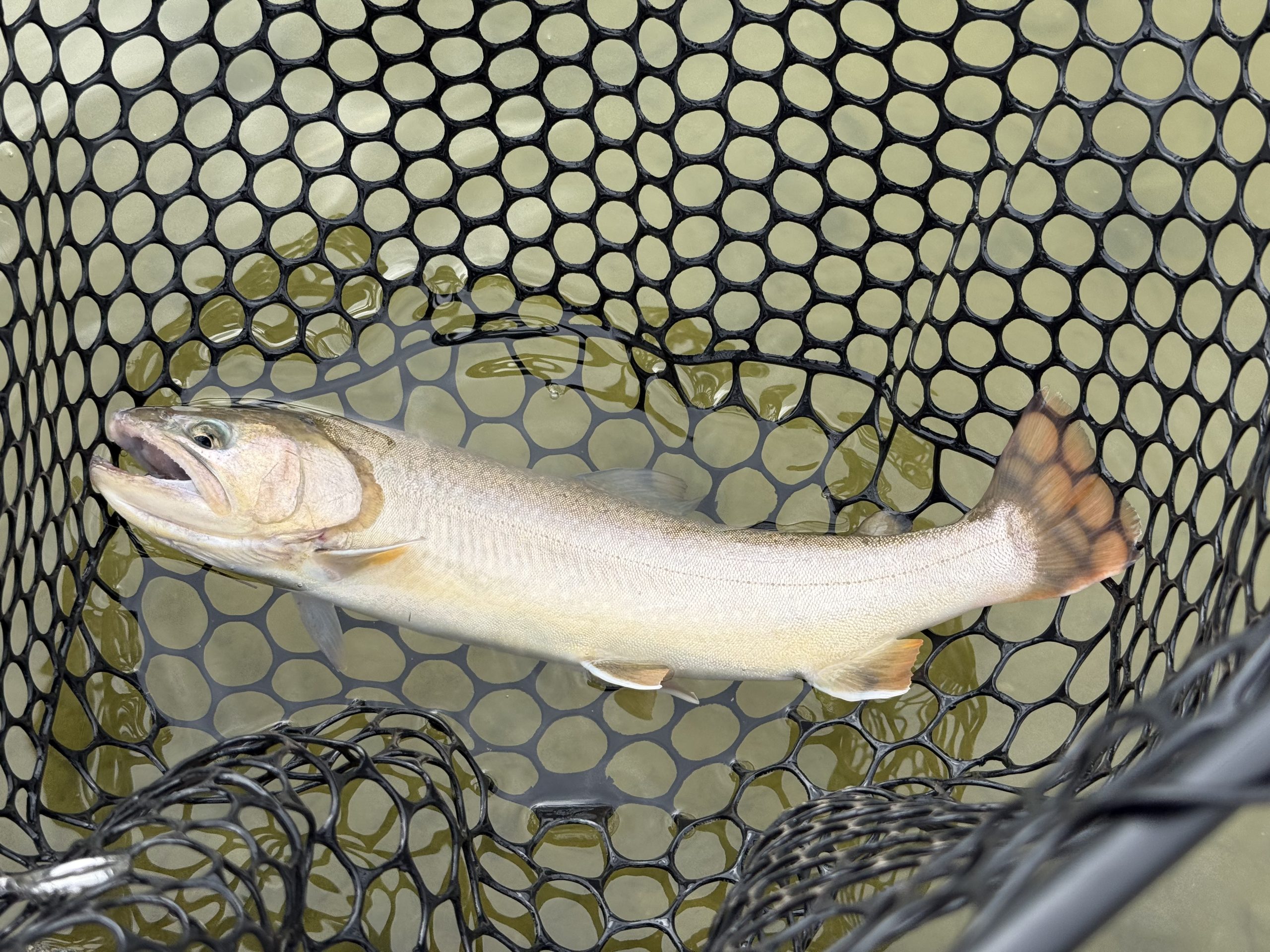 2月24日(火)　青梅市　ヤッチャンさん