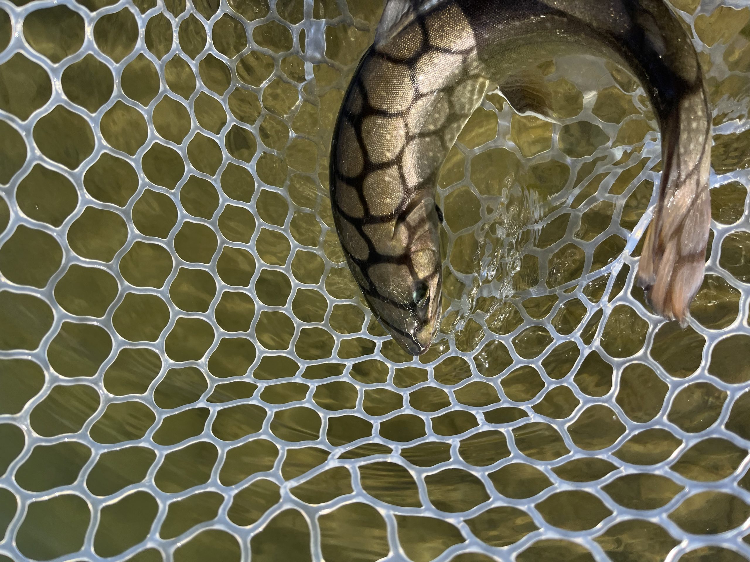 ２月２日（月）日野市　ニイマスさん