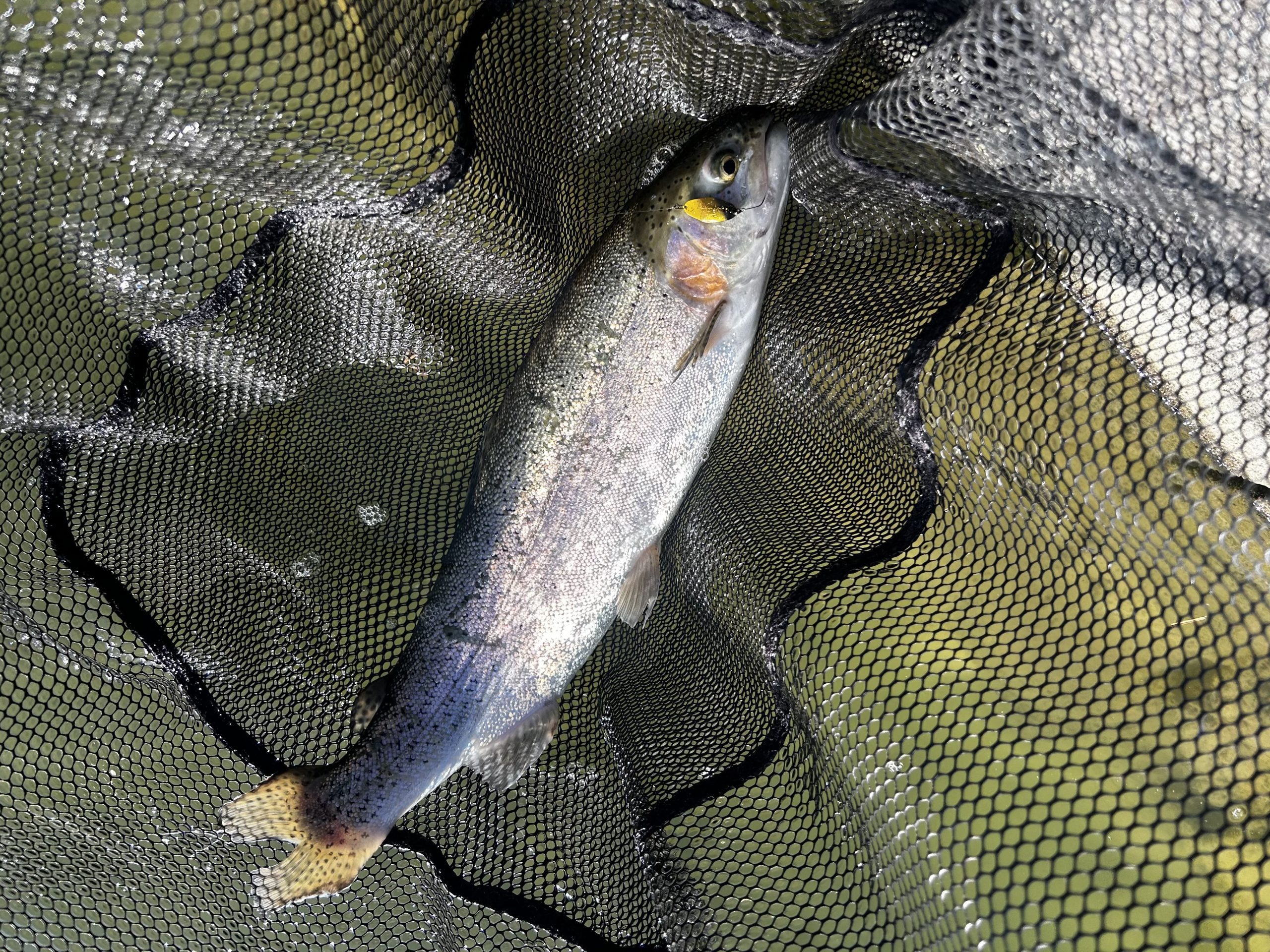 2月1日（日）町田市　から揚げ班長さん
