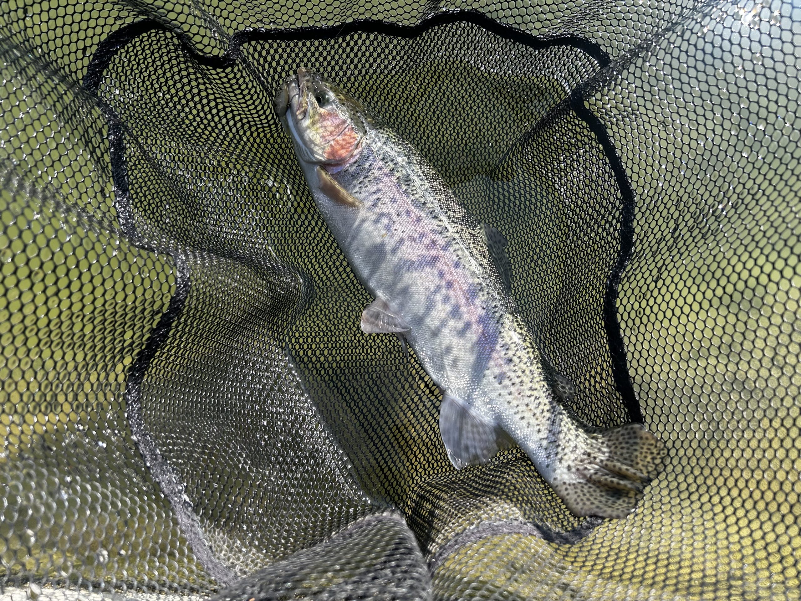 2月15日（日）町田市　から揚げ班長さん