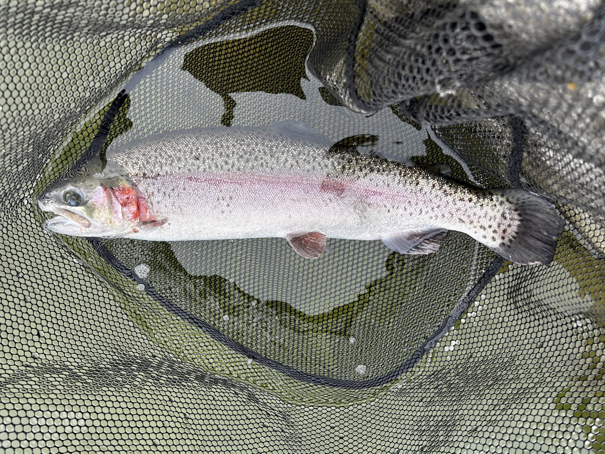 2月20日（金）町田市　から揚げ班長　さん