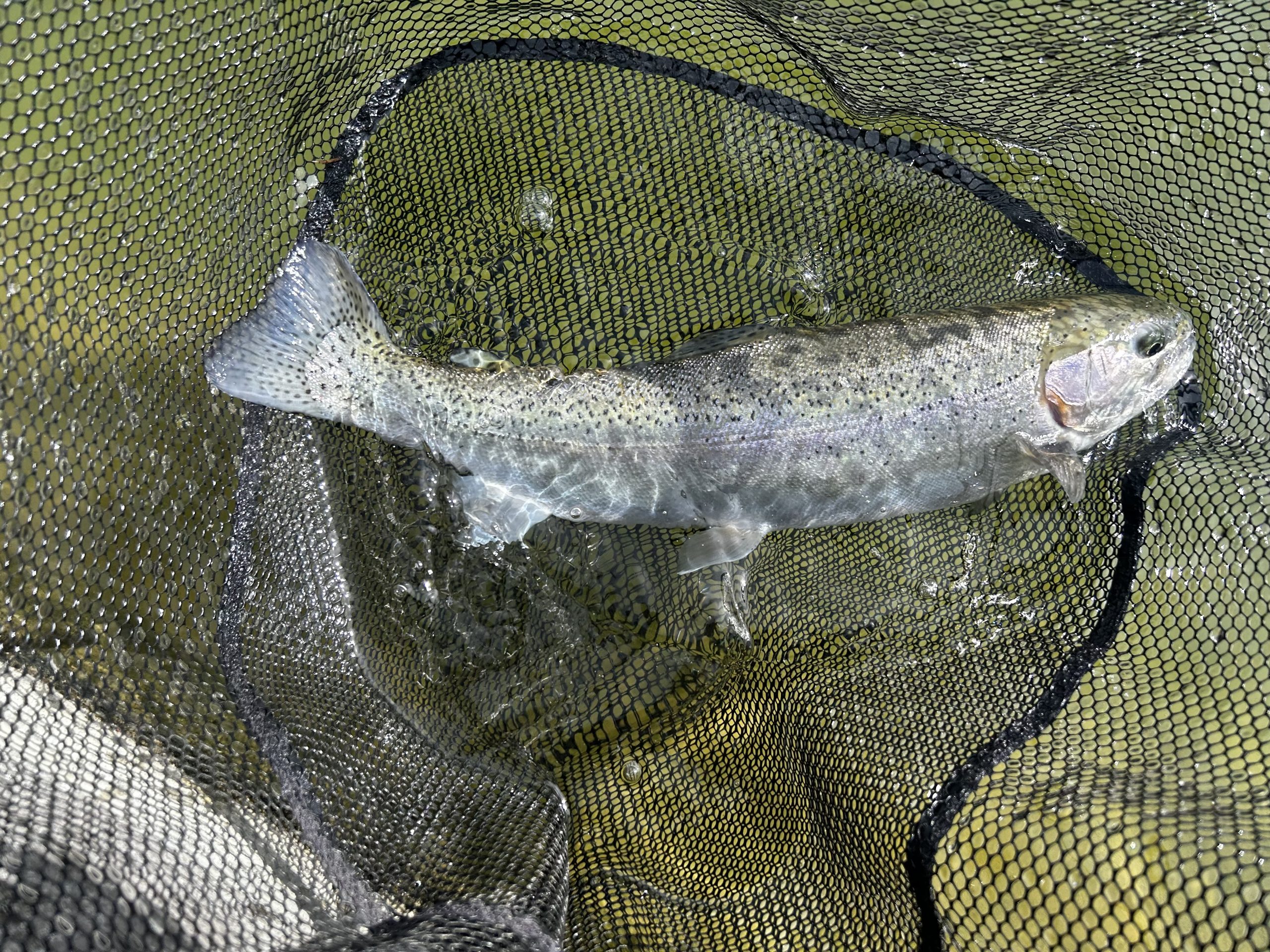 2月27日(金)　町田市　から揚げ班長さん