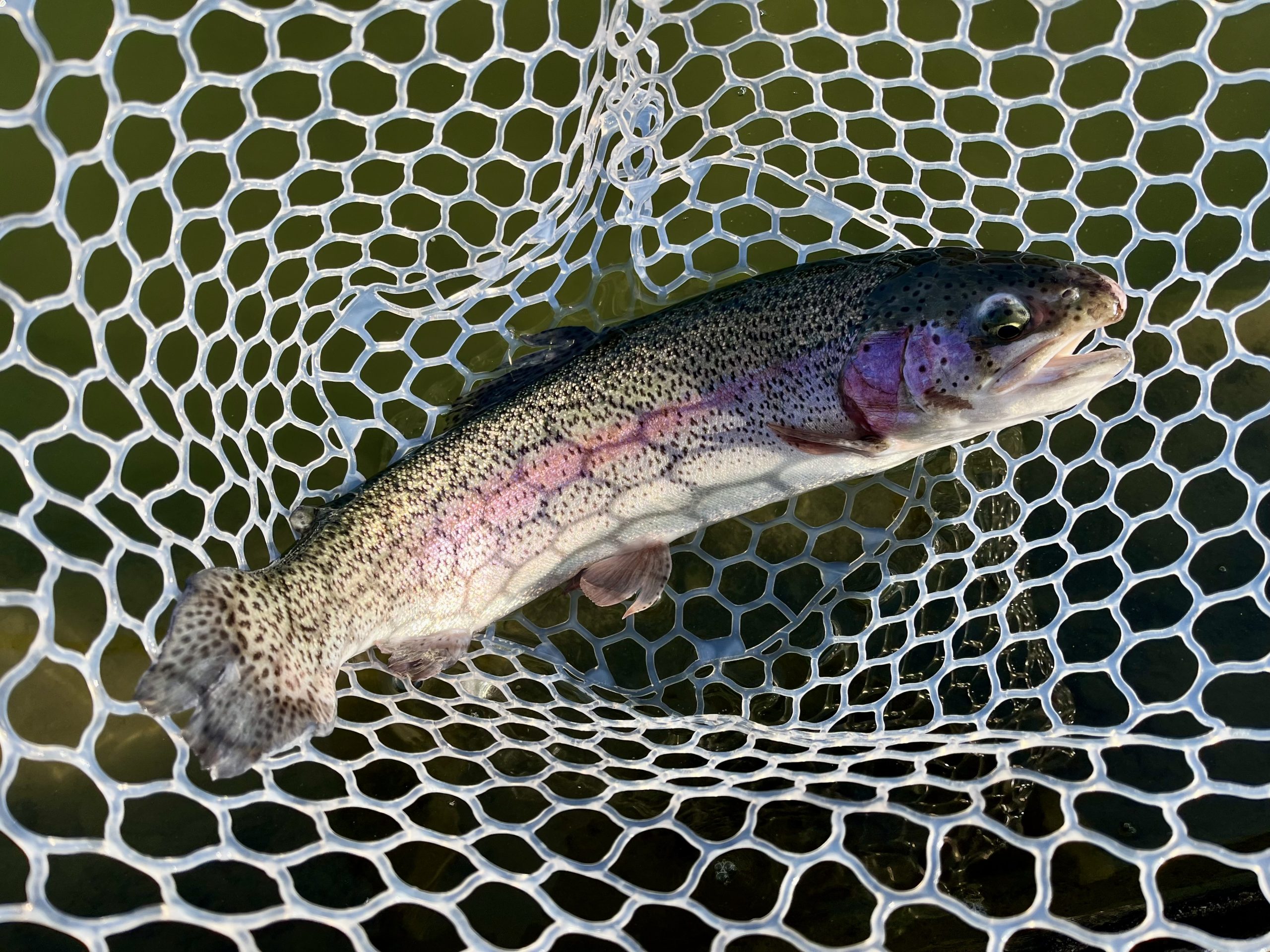 １月31日（土）入間市　フライマンYOKOZUKAさん