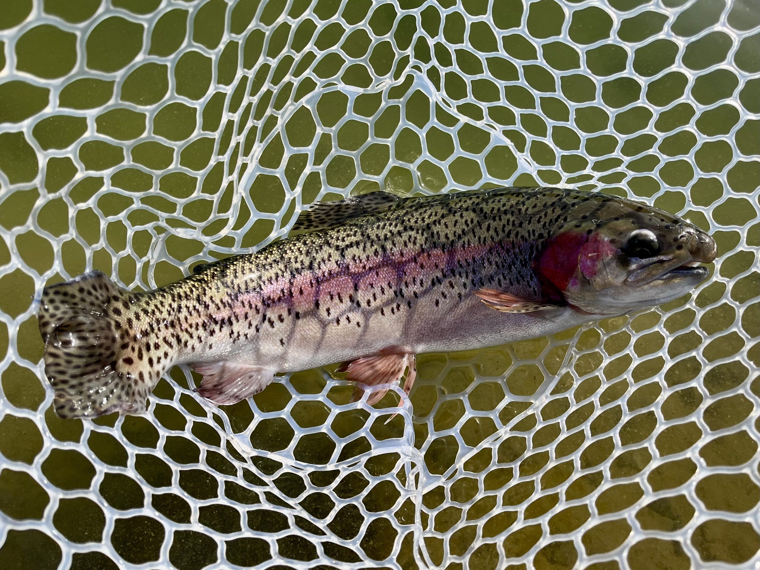 2月6日（金）入間市　フライマンYOKOZUKAさん