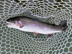 2月11日（水）入間市　フライマンYOKOZUKAさん