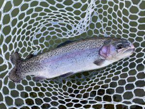 2月13日（金）入間市　フライマンYOKOZUKAさん