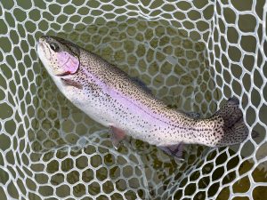 2月20日（金）入間市　フライマンYOKOZUKA　さん