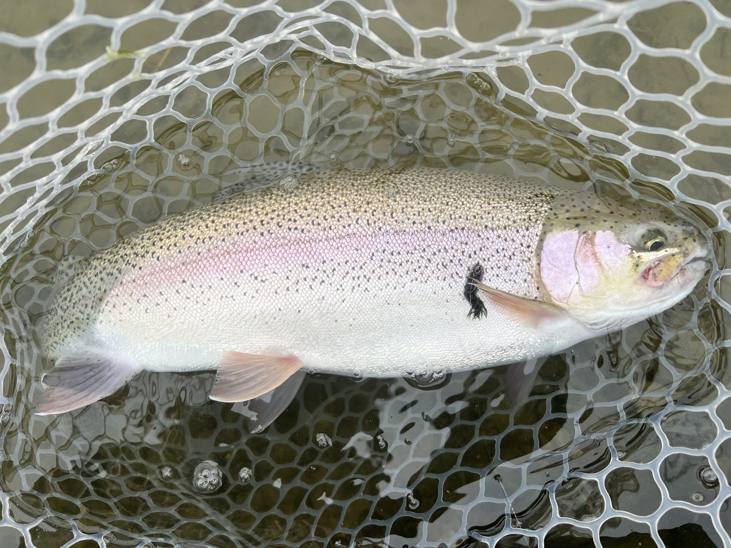 2月17日（火）入間市　つるちゃん　さん