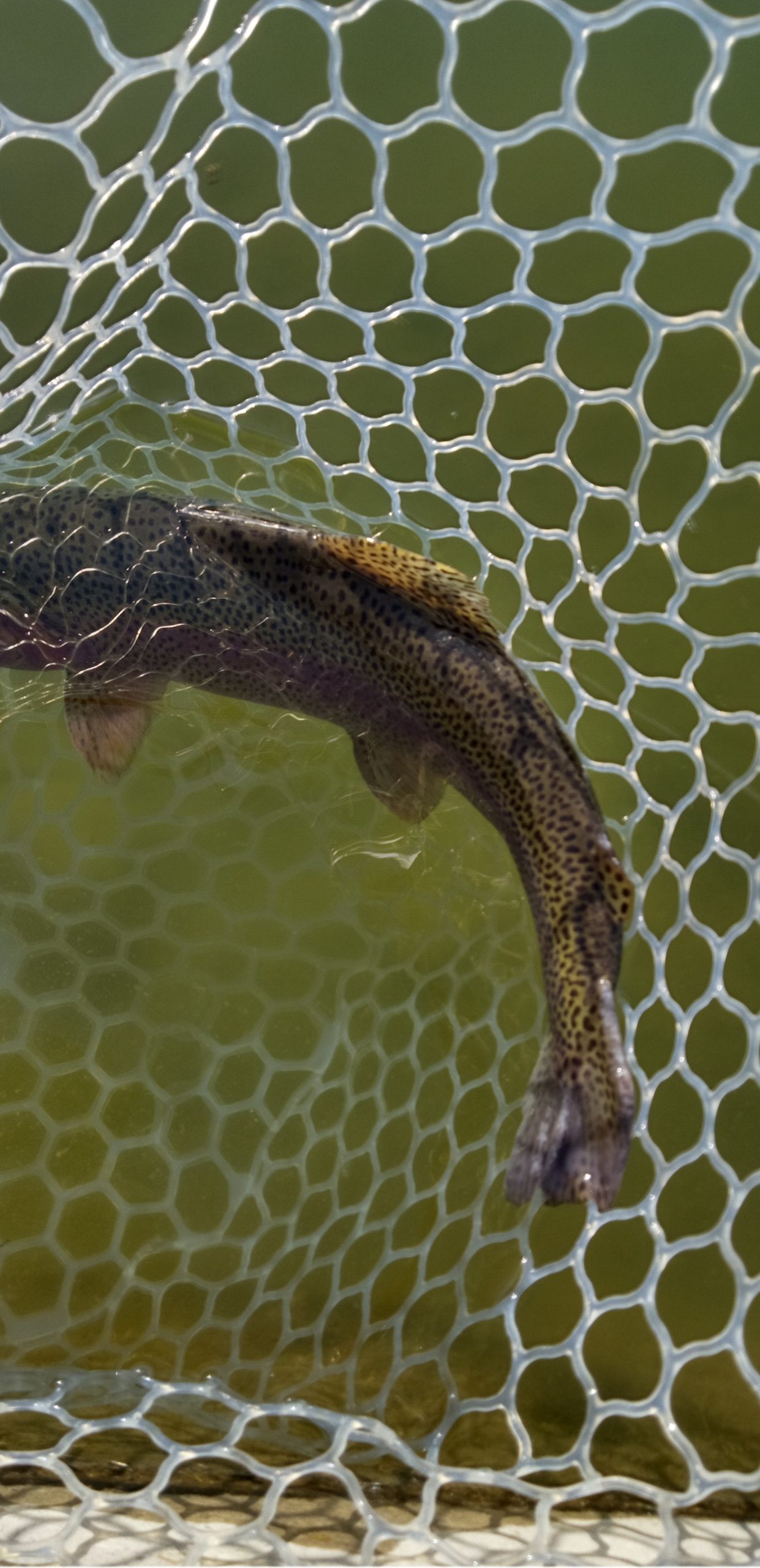 2月6日（金）あきる野市　Shigeさん