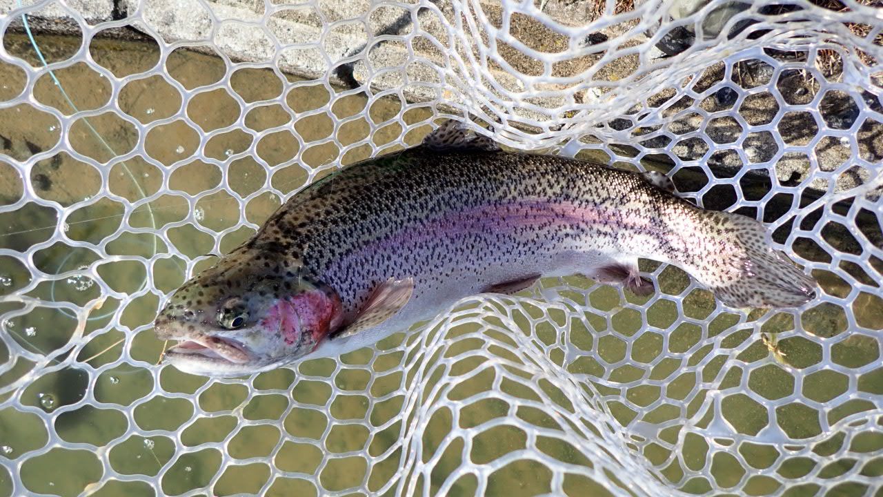2月4日（水）多摩市　Aさん