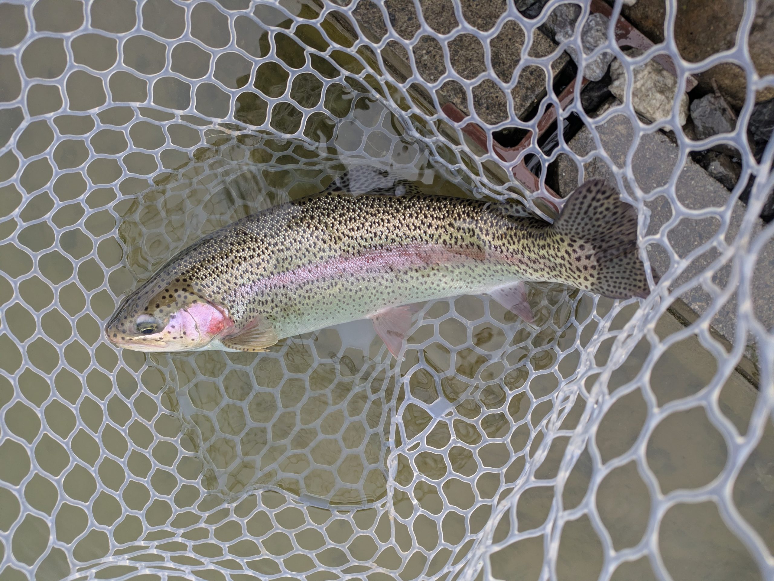 2月2日（月）狭山市　Gety　さん