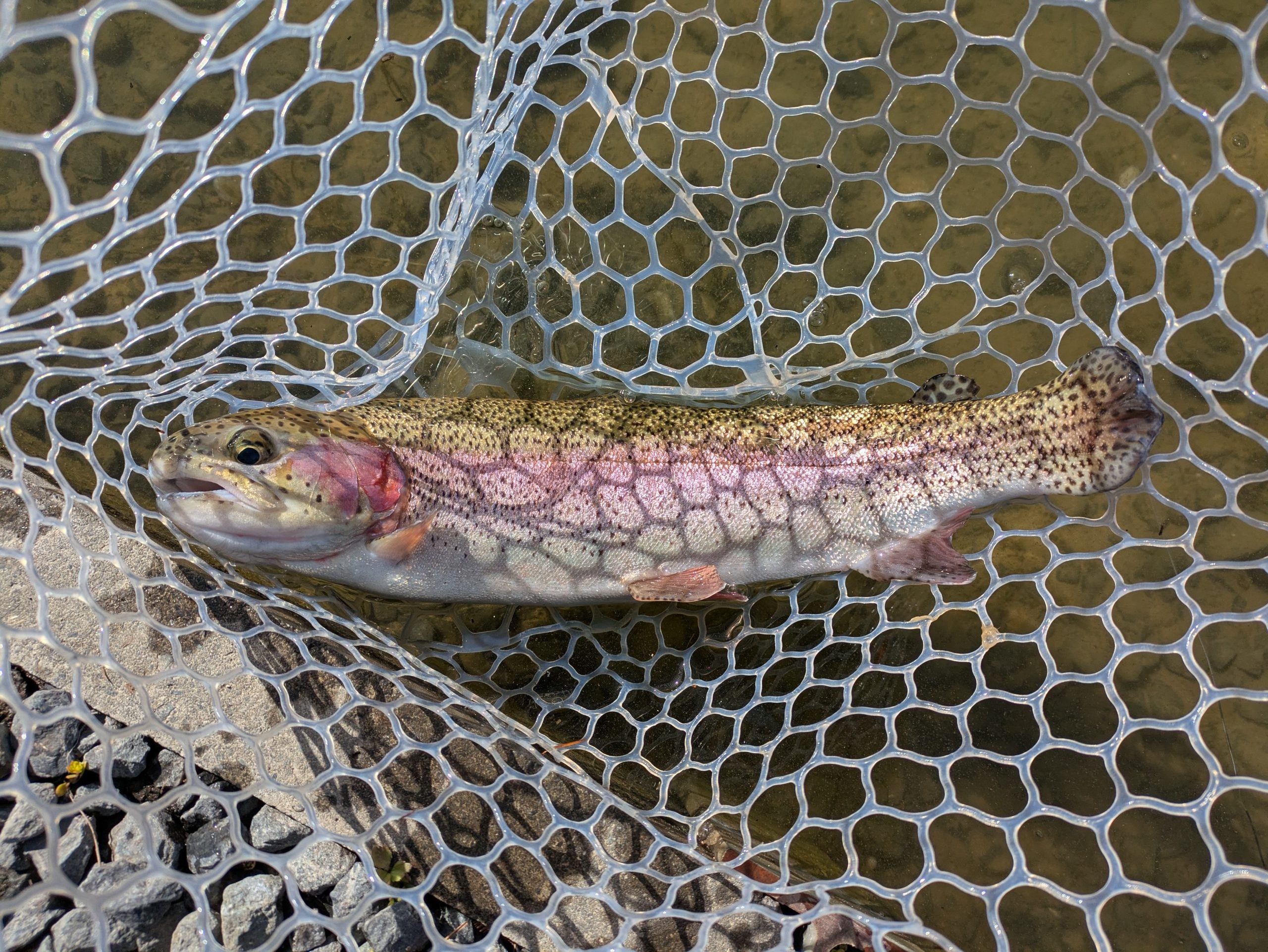 2月9日（月）狭山市　Gety　さん