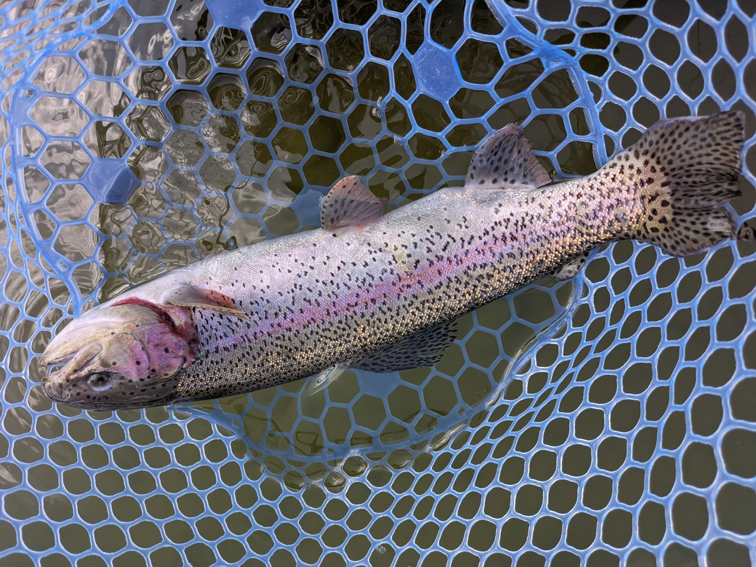 2月18日(水)　茅ヶ崎市　スーさんさん