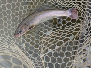 2月20日（金）狭山市　Gety　さん