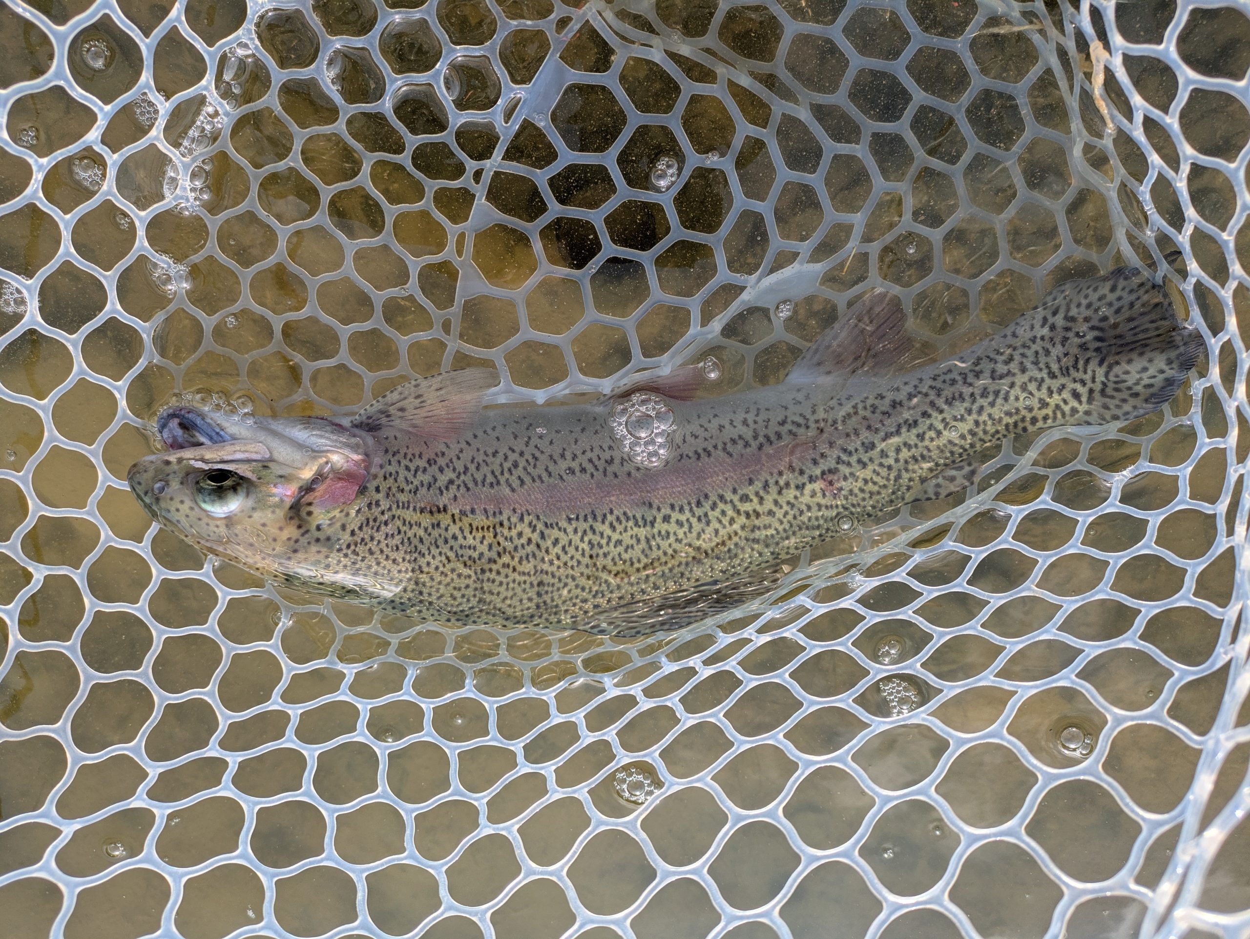 2月24日(火)　狭山市　Getyさん