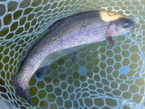 2月1日（日）三鷹市　kazu53さん