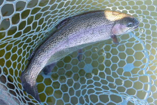 2月1日（日）三鷹市　kazu53さん