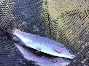 2月21日（土）放流情報