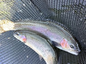 2月22日（日）　放流情報