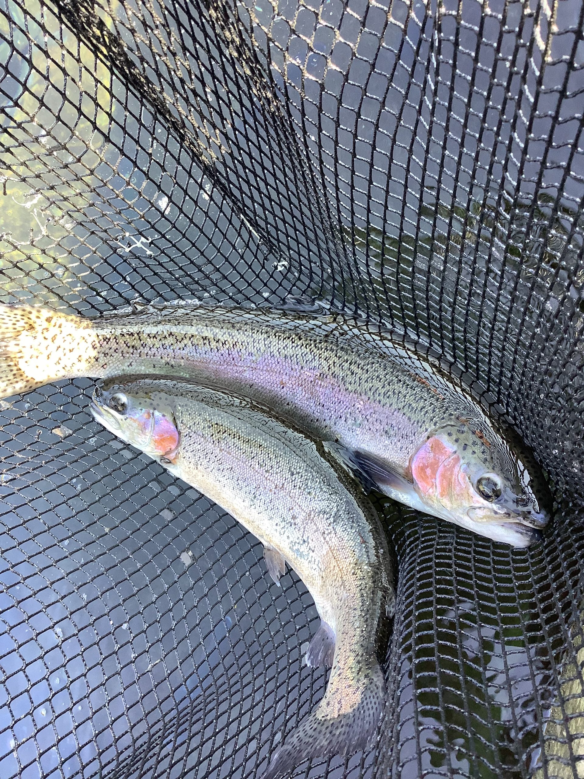 2月22日（日）　放流情報