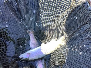 2月1日（日）放流情報