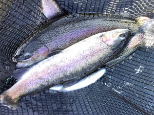 2月15日（日）　放流情報