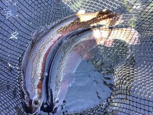 3月15日（日）放流情報