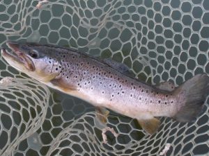 3月8日（日）三鷹市　kazu53さん