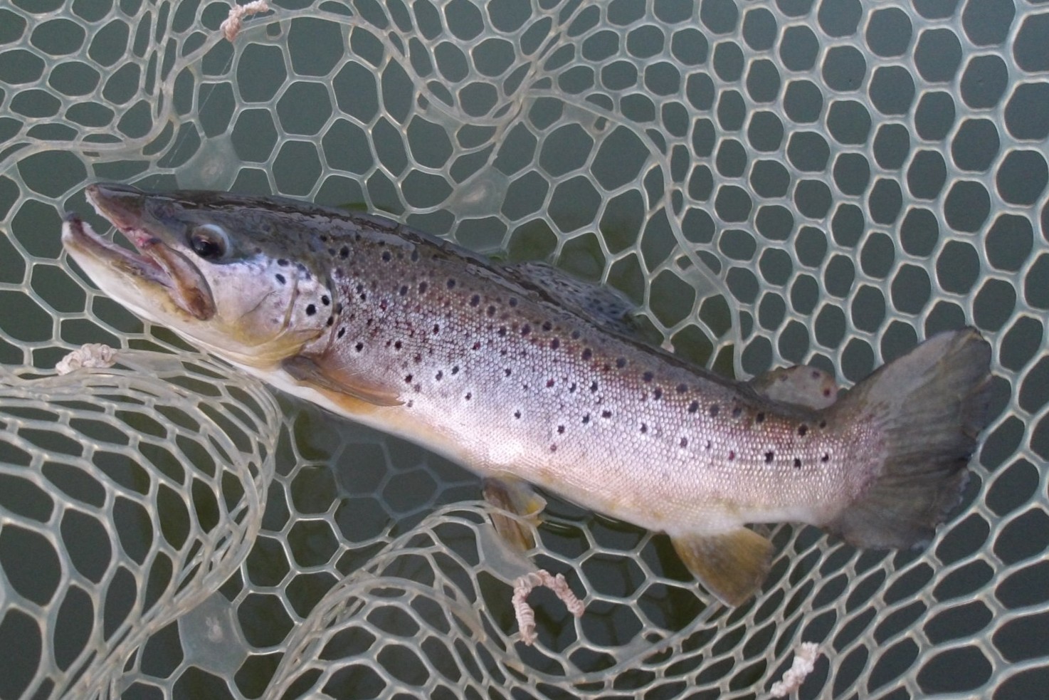 3月8日（日）三鷹市　kazu53さん