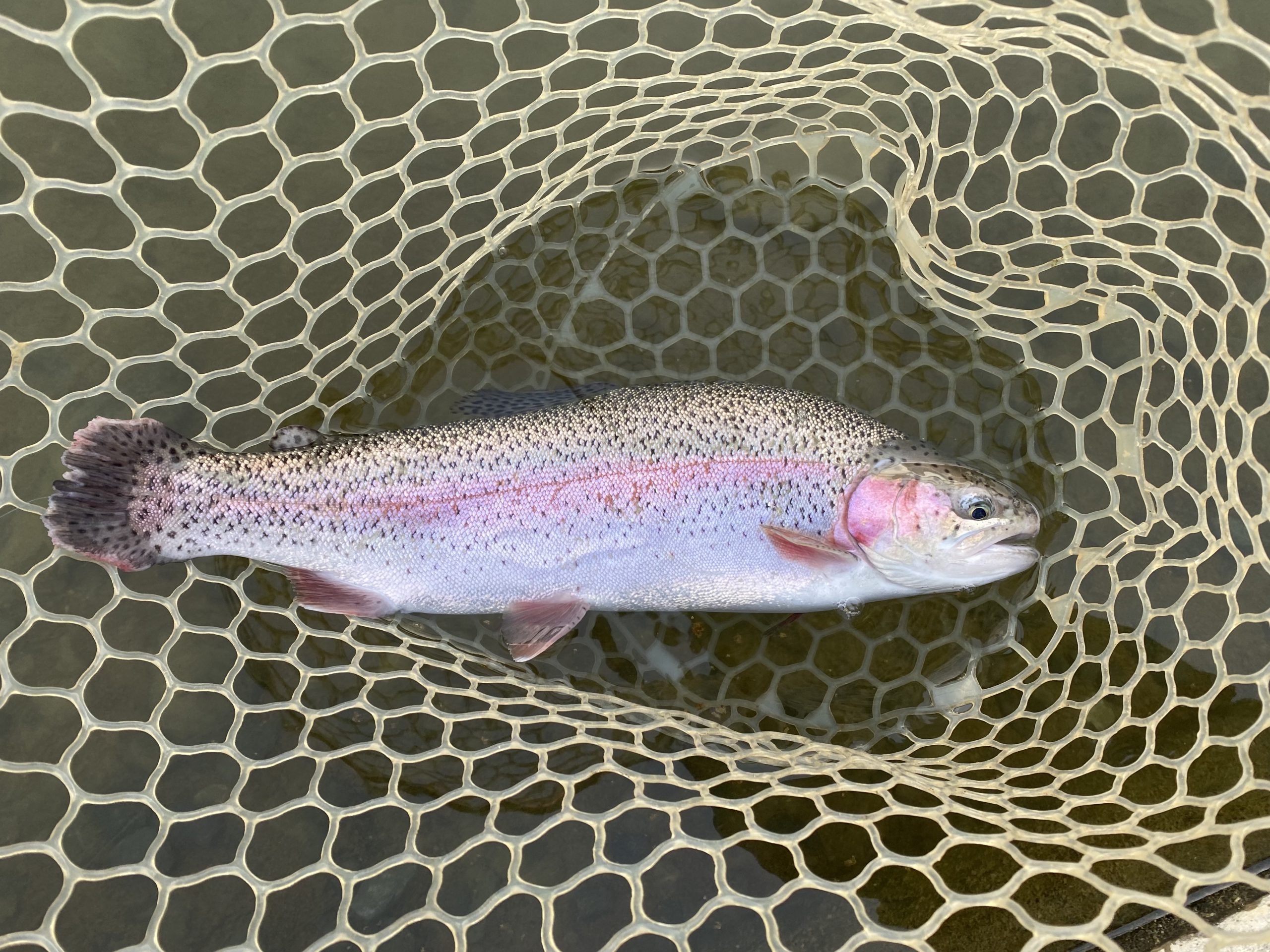 3月24日（火）坂戸市　タロヤンさん