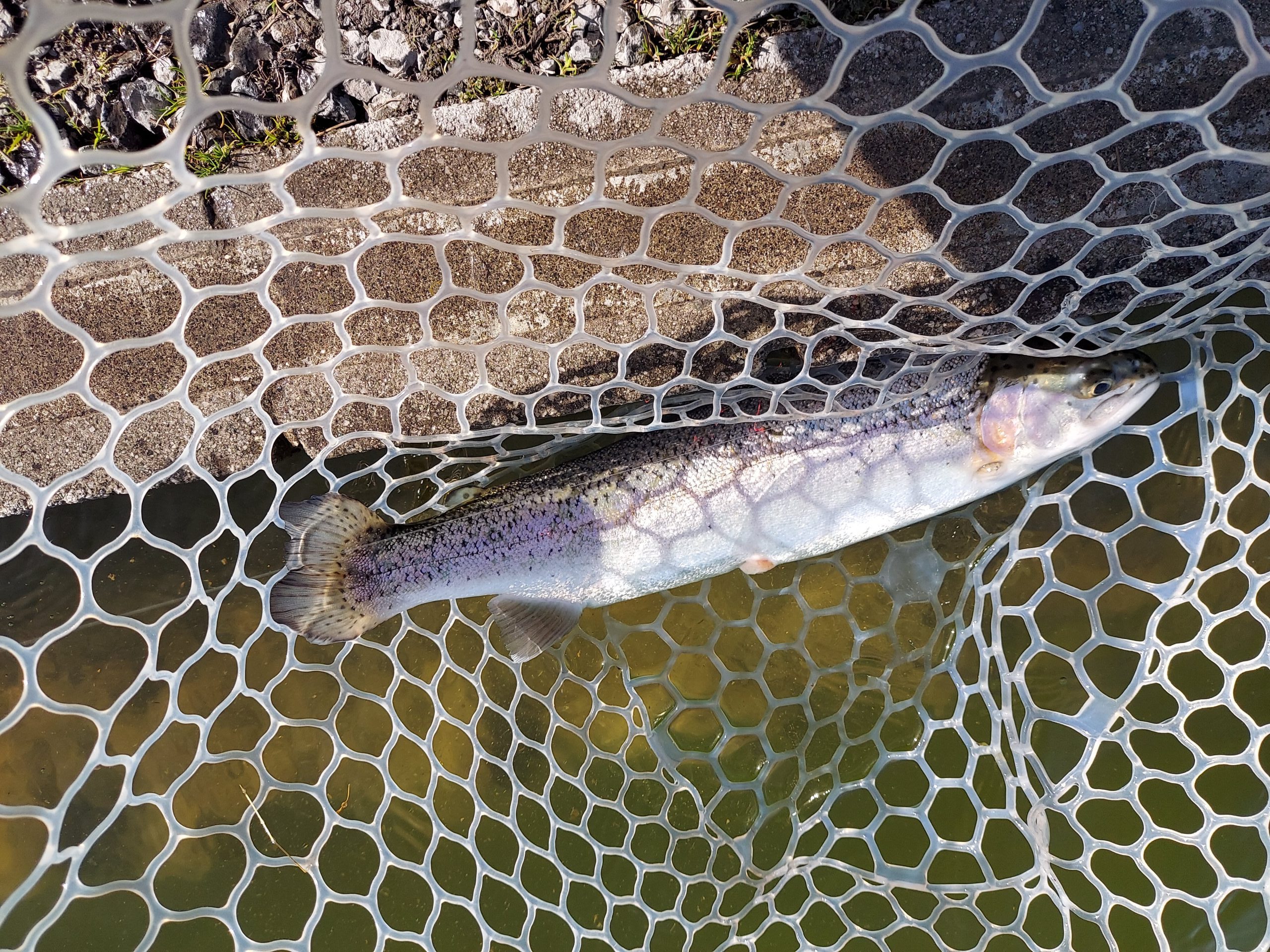 2月28日（土）八王子市　ロイヤルコんにチマンさん