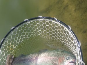 3月1日（日）市川市　RORSさん