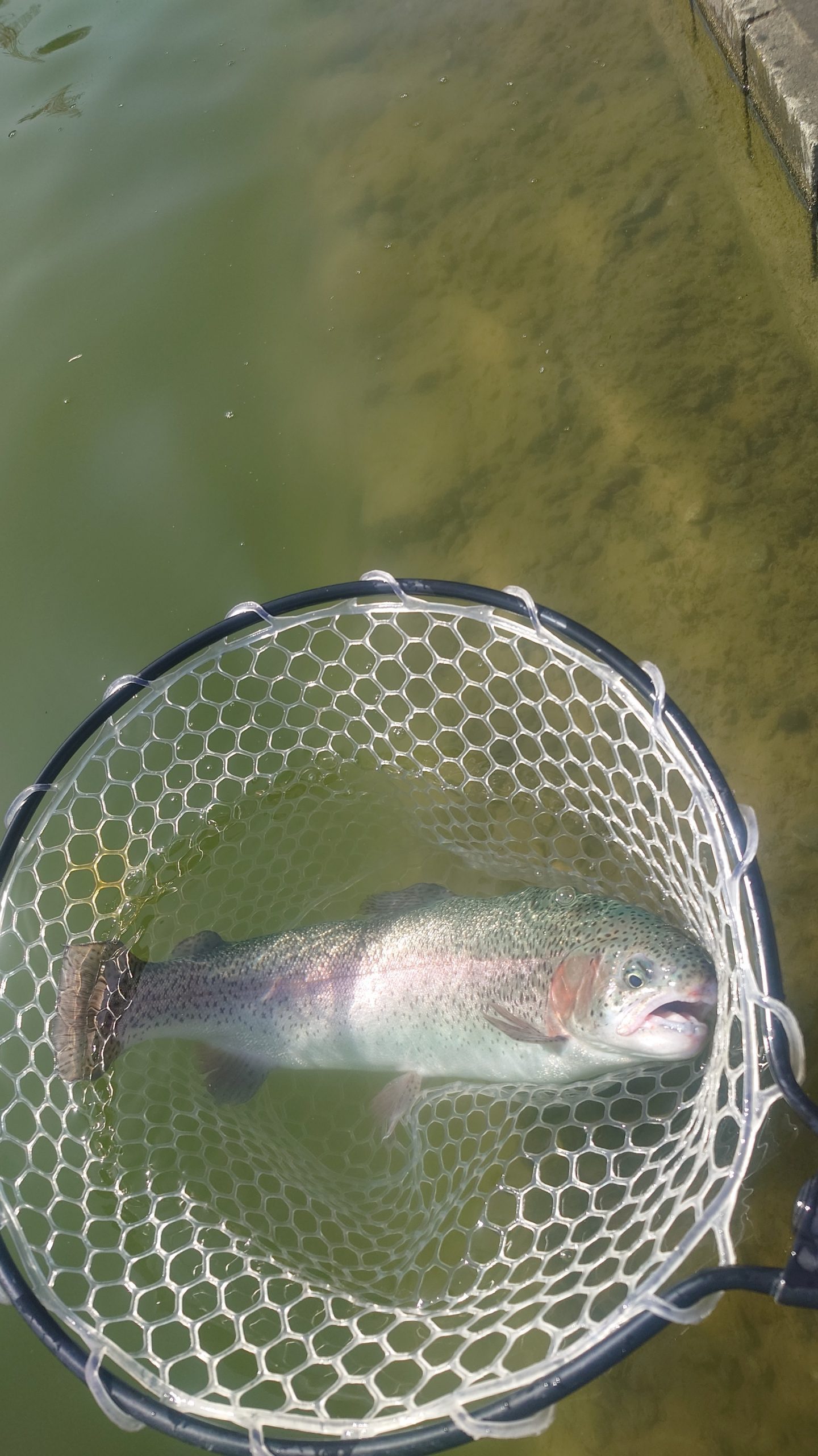 3月1日（日）市川市　RORSさん