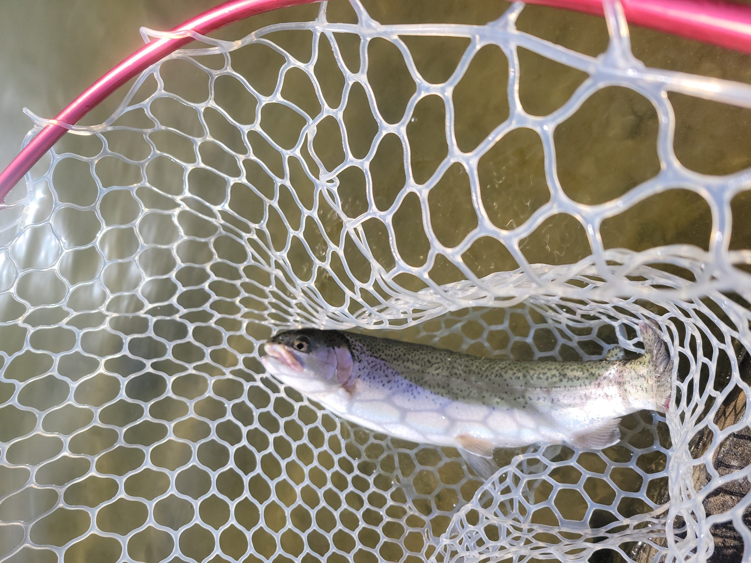 3月1日（日）八王子市　ウスイさん