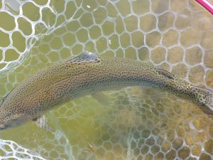 3月1日（日）武蔵野市　武蔵野金魚さん