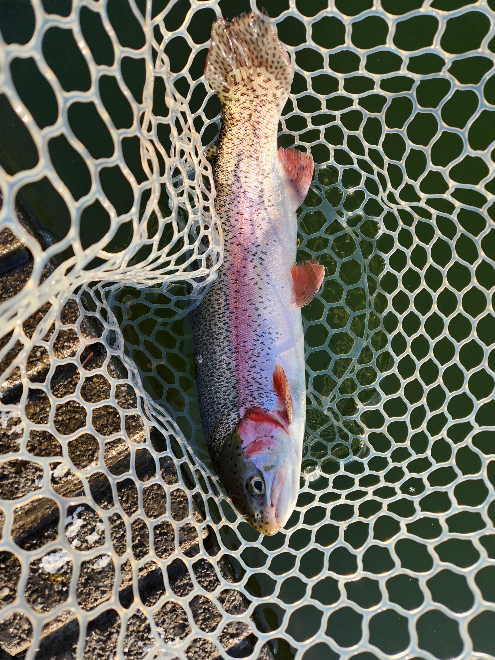 3月6日(金)　あきる野市　a…hiranoさん