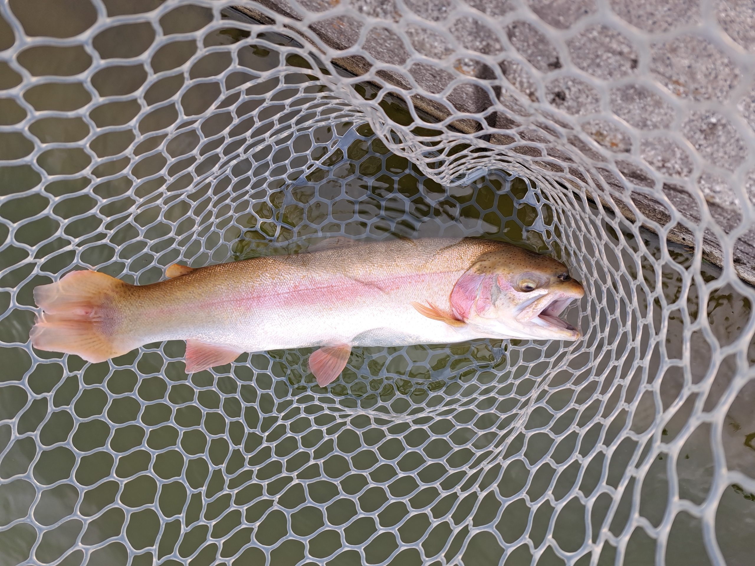 3月6日(金)　稲城市　さかいさん