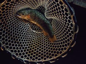 3月7日（土）市川市　RORSさん