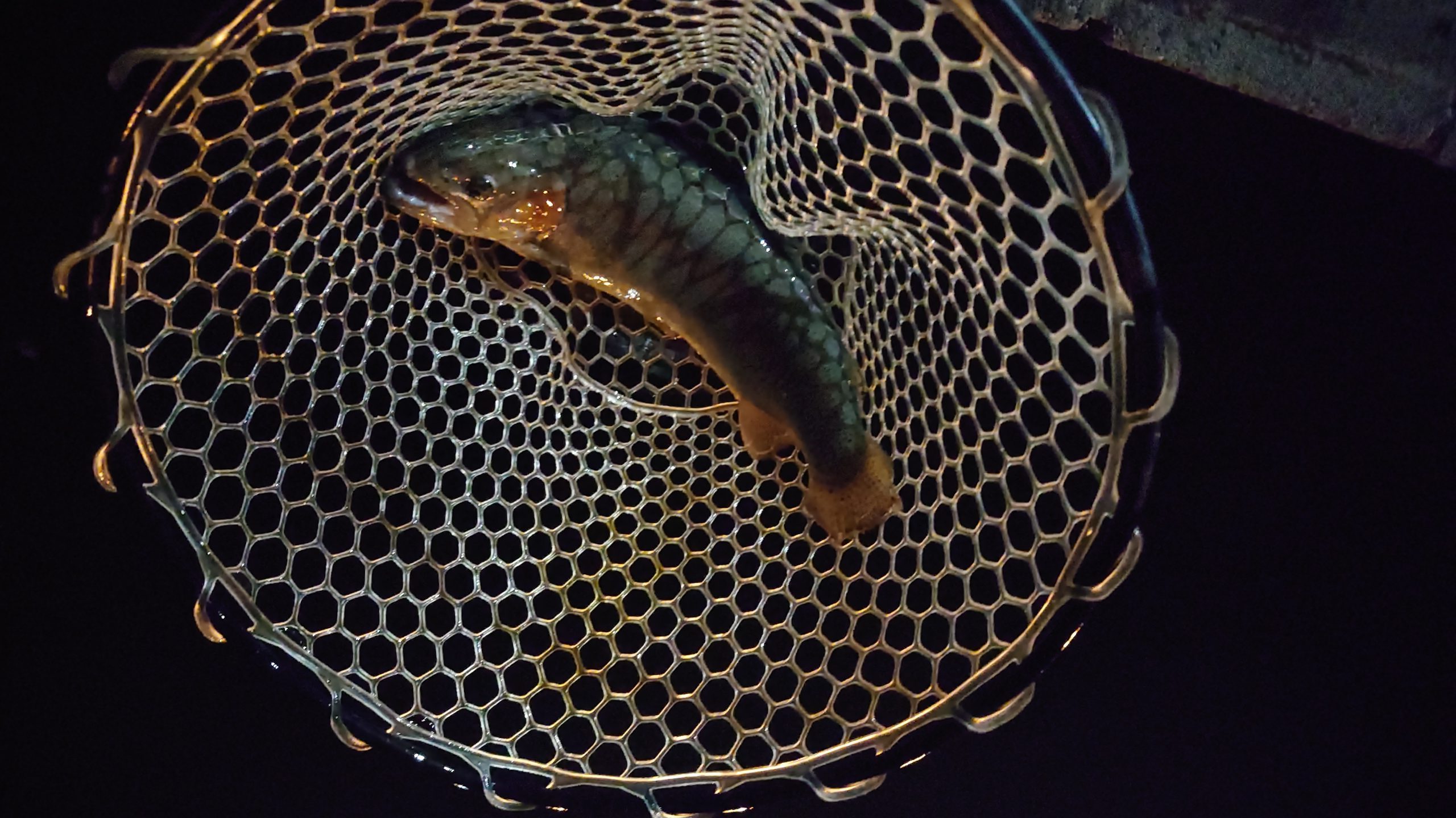 3月7日（土）市川市　RORS　さん