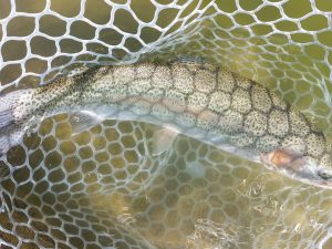 3月8日（日）武蔵野市　武蔵野君さん