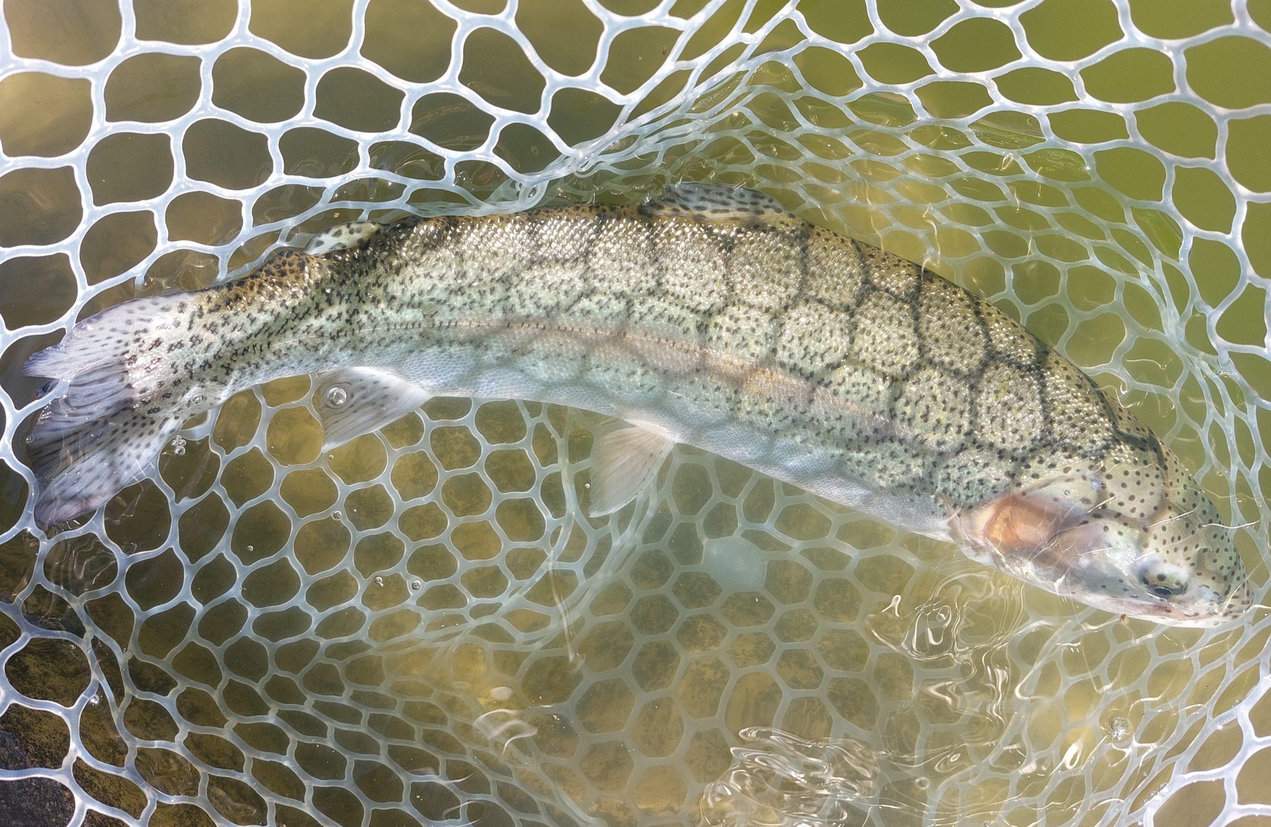 3月8日（日）武蔵野市　武蔵野君さん