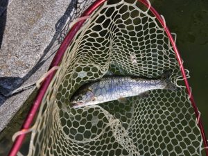 3月９日（月）杉並区　さいとうさん