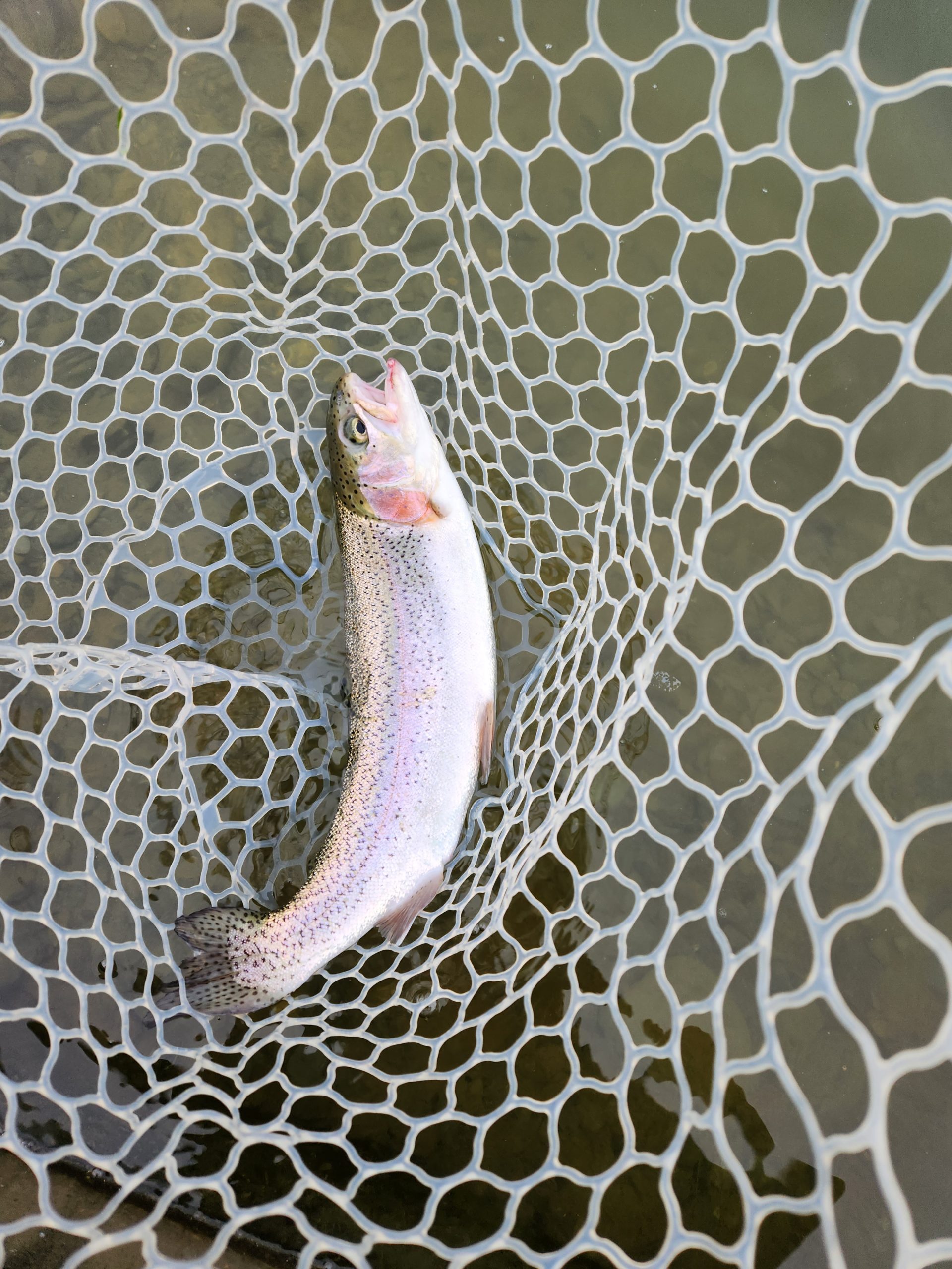 3月13日(金)　あきる野市　a…hiranoさん