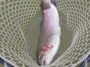 3月13日(金)　市川市　RORSさん