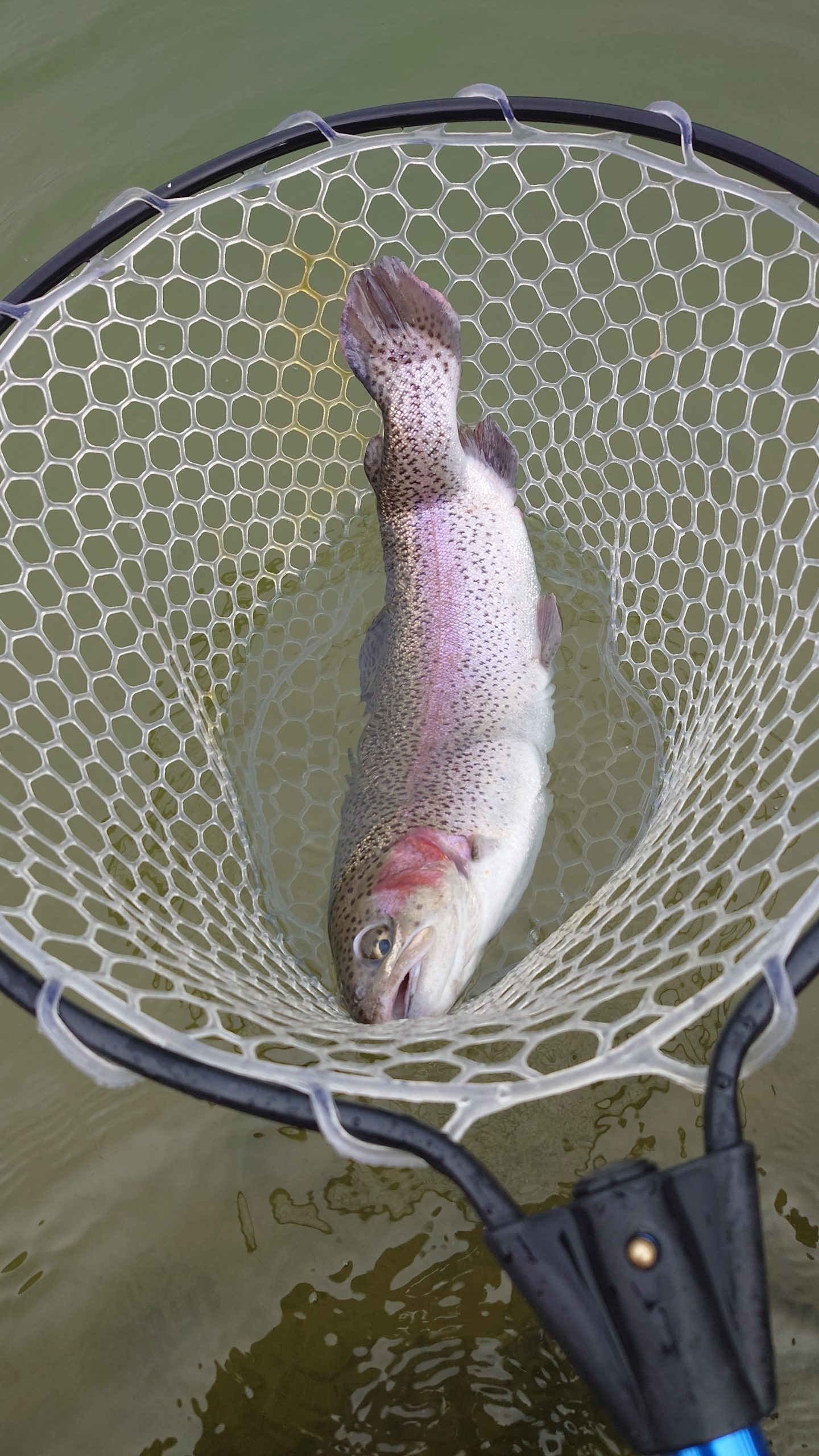 3月13日(金)　市川市　RORSさん