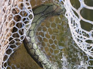 3月14日（土）稲城市　さかいさん