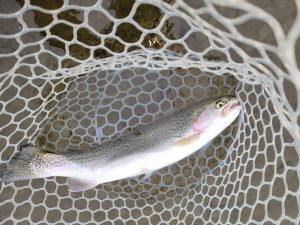 3月20日（金・祝）八王子市　ウスイさん