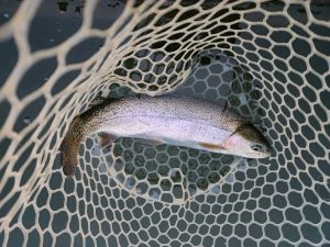 3月20日（金・祝）あきる野市　ひらさん